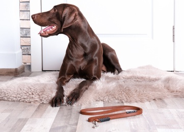 German Shorthaired Pointer dog lying and leash on floor near door