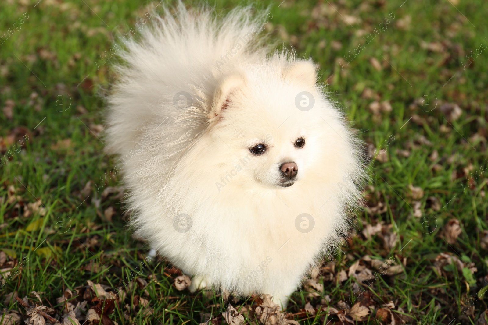 Photo of Cute fluffy Pomeranian dog on green grass outdoors. Lovely pet