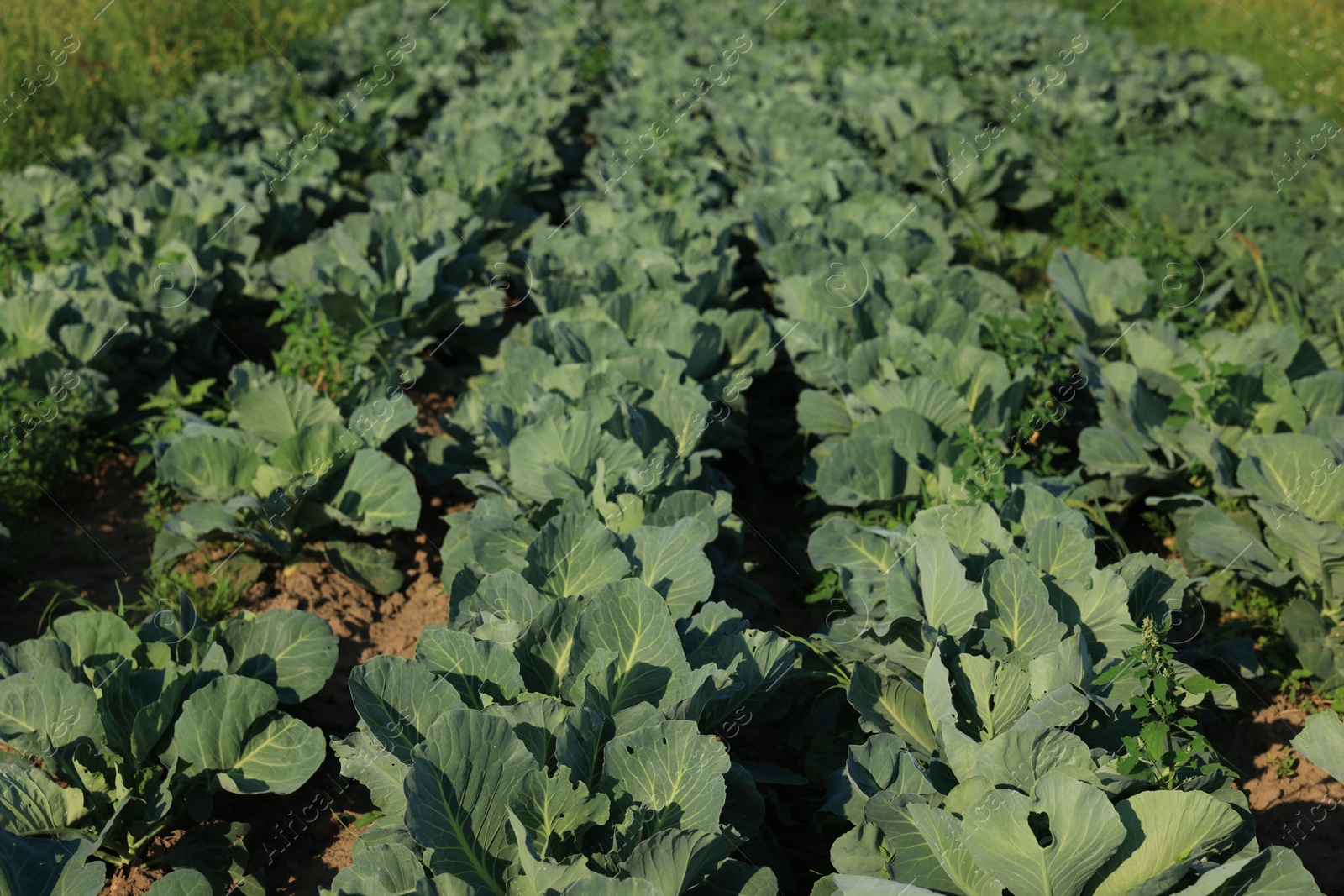 Photo of Many green cabbages growing in field. Industrial agriculture