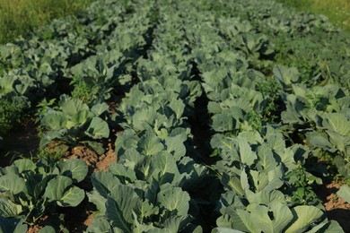 Many green cabbages growing in field. Industrial agriculture