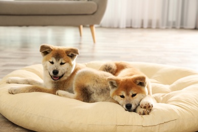 Photo of Cute akita inu puppies on pet pillow indoors