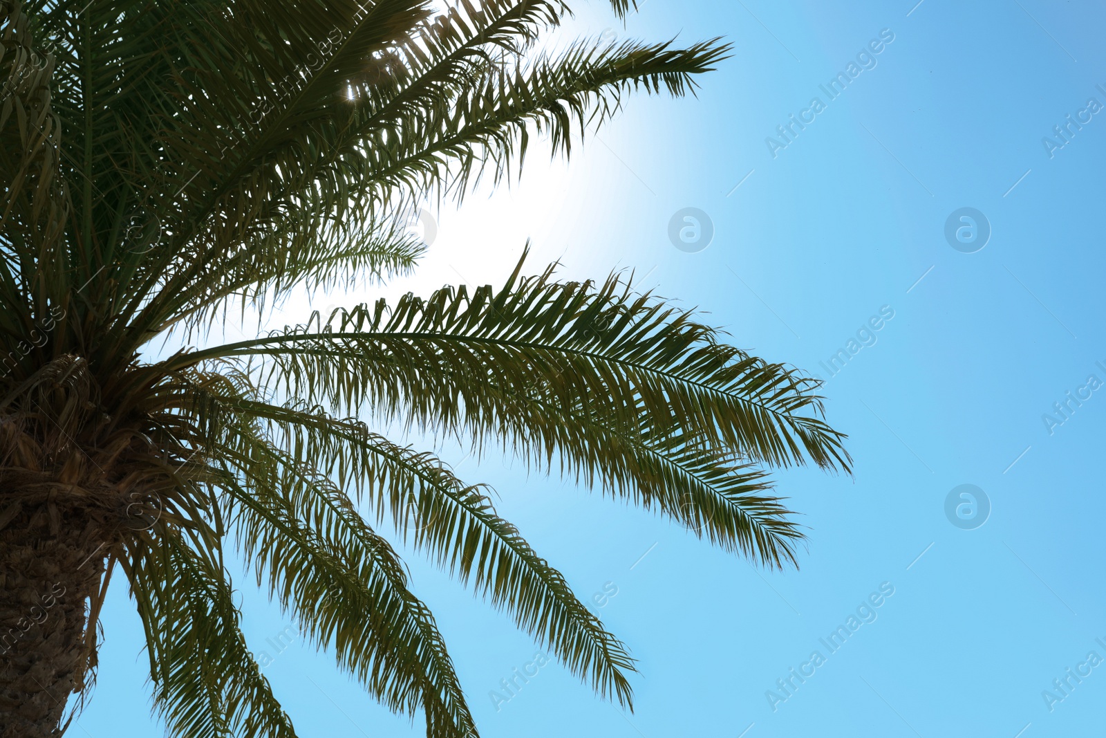 Photo of Palm with lush green foliage on sunny day, below view