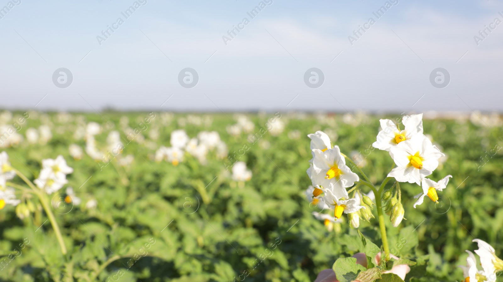 Photo of Beautiful field with blooming potato bushes on sunny day, closeup