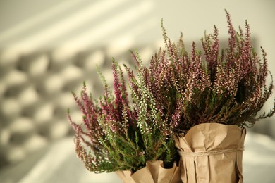 Beautiful heather flowers in pots against blurred background, closeup