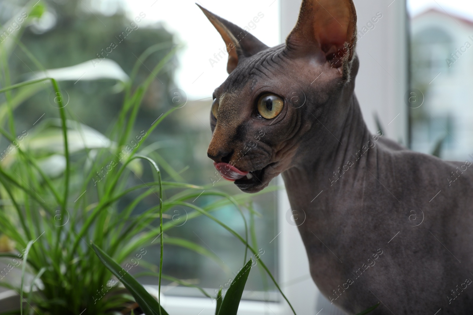 Photo of Sphynx cat near houseplant indoors, space for text