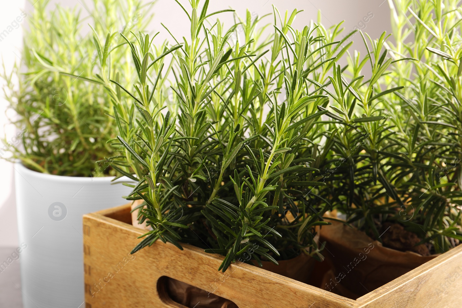 Photo of Aromatic green rosemary in wooden crate, closeup