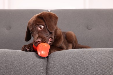Photo of Cute chocolate Labrador Retriever puppy with toy on sofa indoors. Lovely pet