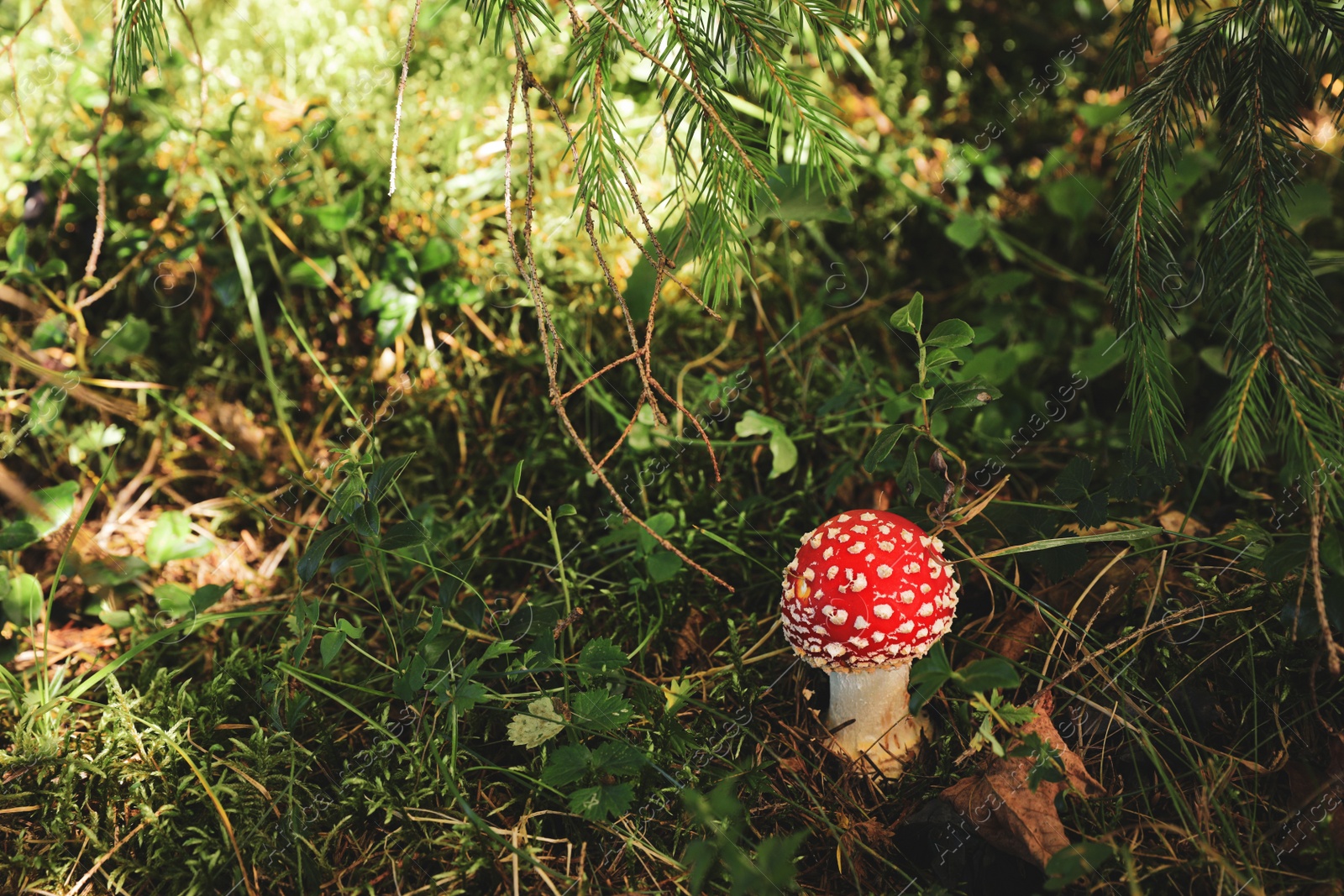 Photo of One poisonous mushroom growing in green forest