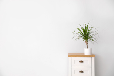 Photo of Dracaena on chest of drawers near white wall, space for text. Home plants