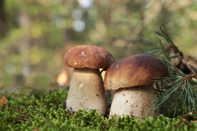 Beautiful porcini mushrooms growing in forest on autumn day