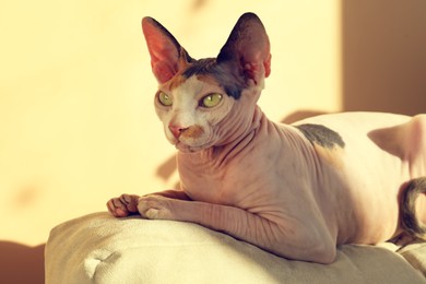 Photo of Adorable Sphynx cat on pillow at home. Lovely pet