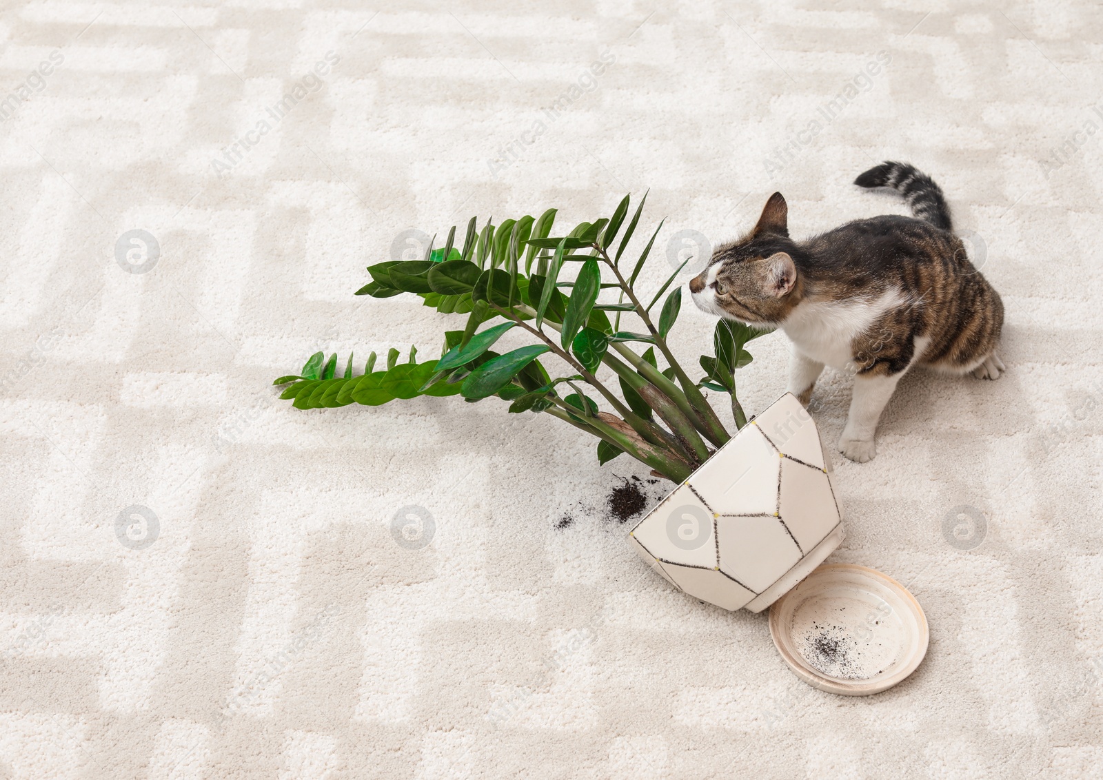 Photo of Cat near overturned houseplant on light carpet