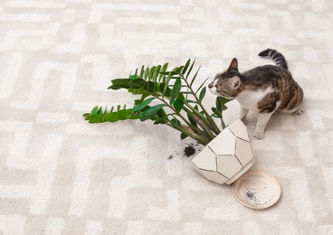 Photo of Cat near overturned houseplant on light carpet