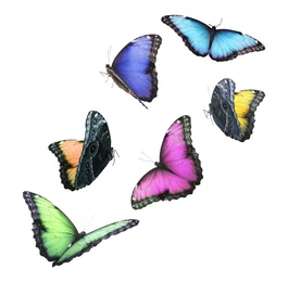 Amazing different butterflies flying on white background