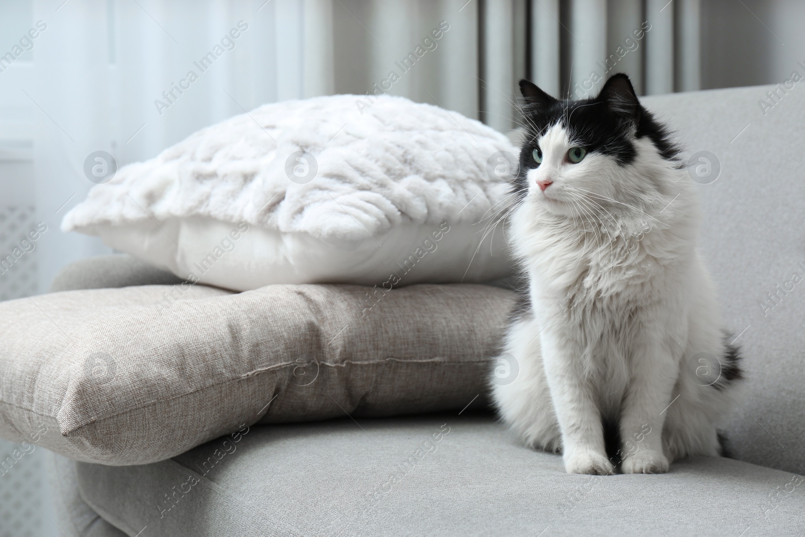 Photo of Cute black and white cat sitting on sofa indoors
