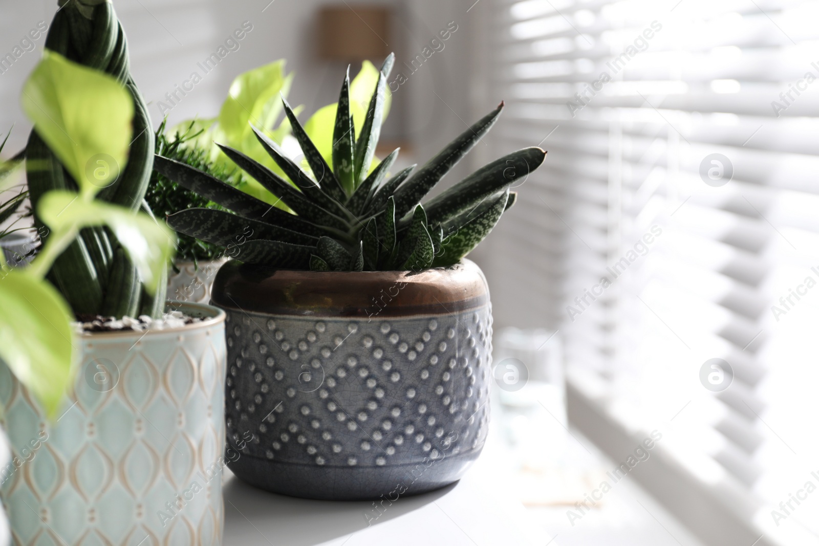 Photo of Beautiful potted houseplants on window sill indoors