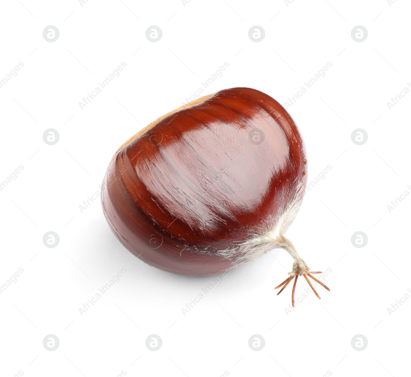 Photo of Fresh sweet edible chestnut isolated on white