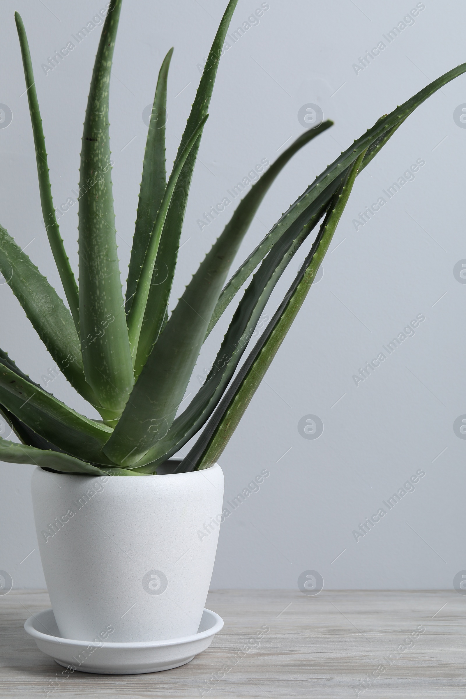 Photo of Green aloe vera in pot on wooden table near white wall