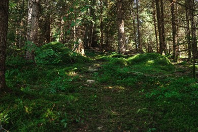 Ground covered with green moss and grass in forest