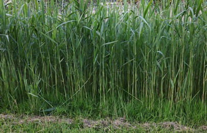 Photo of Beautiful view of green reed plants growing outdoors