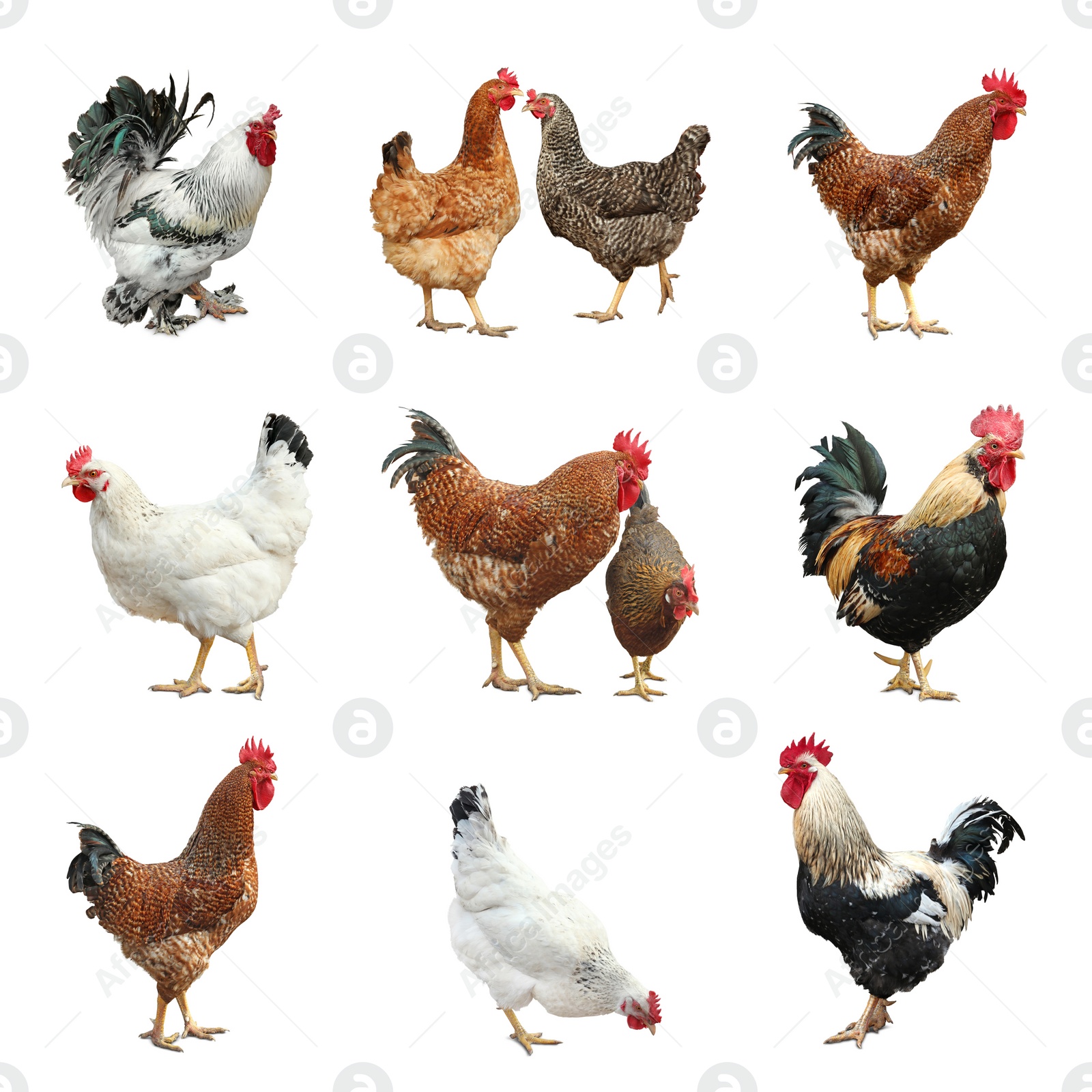 Image of Collage with chickens and roosters on white background