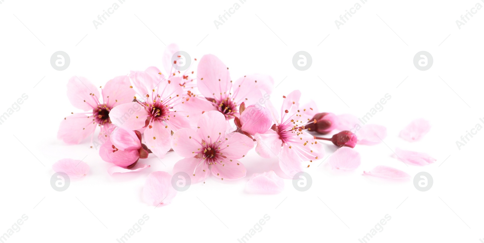 Photo of Beautiful pink sakura tree blossoms isolated on white