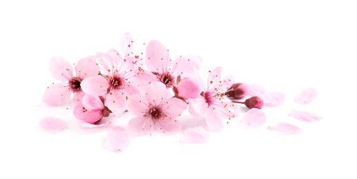 Beautiful pink sakura tree blossoms isolated on white