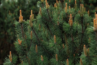 Photo of Pine tree with blossoms outdoors on spring day, closeup