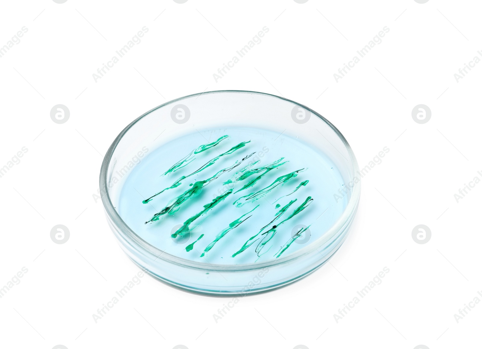 Photo of Petri dish with bacteria colony isolated on white