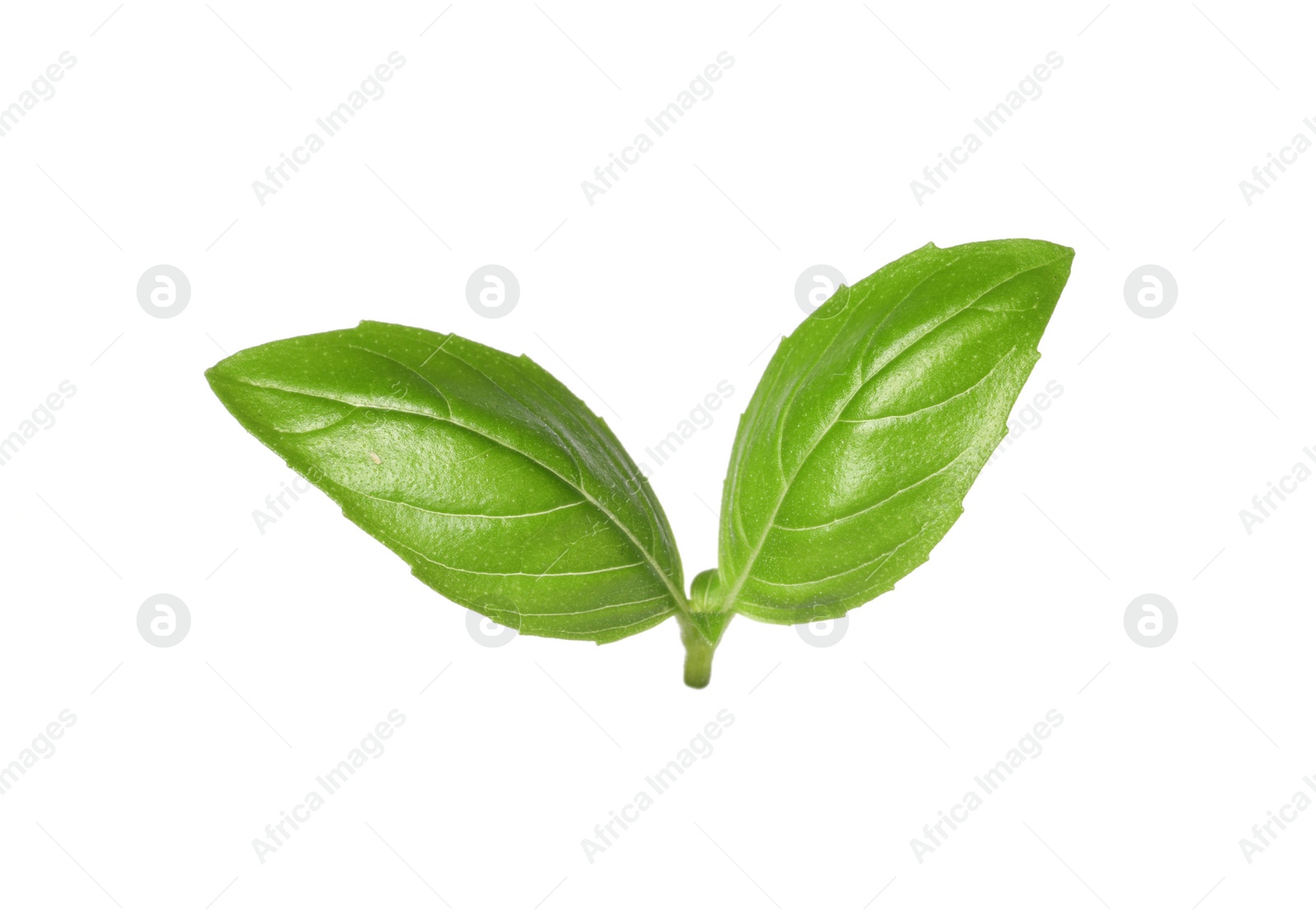 Photo of Fresh green basil leaves isolated on white