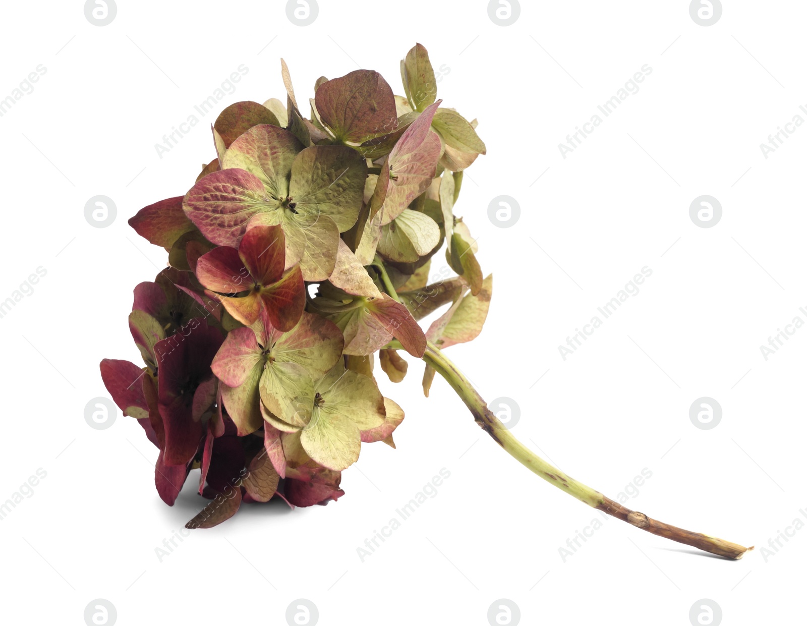 Photo of Branch of beautiful blooming hortensia isolated on white