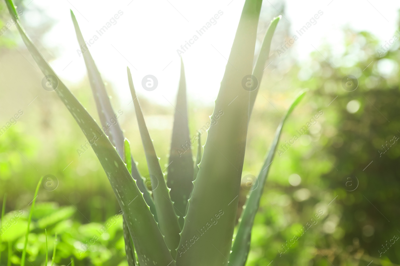 Photo of Closeup view of beautiful aloe vera plant outdoors on sunny day