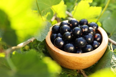 Photo of Ripe blackcurrants in bowl among green leaves outdoors, closeup. Space for text