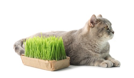 Photo of Cute cat and fresh green grass isolated on white