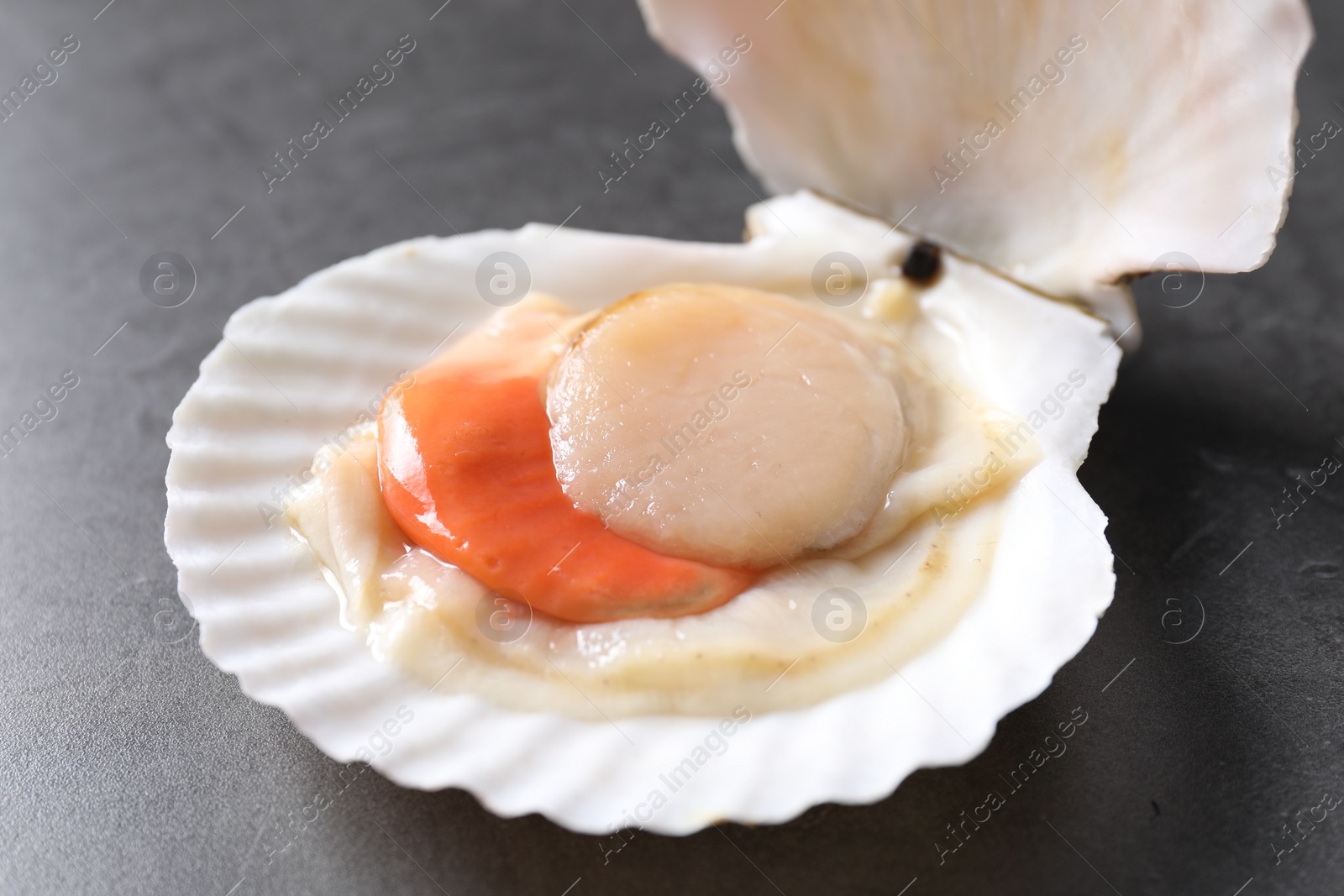 Photo of Fresh raw scallop with shell on grey table, closeup