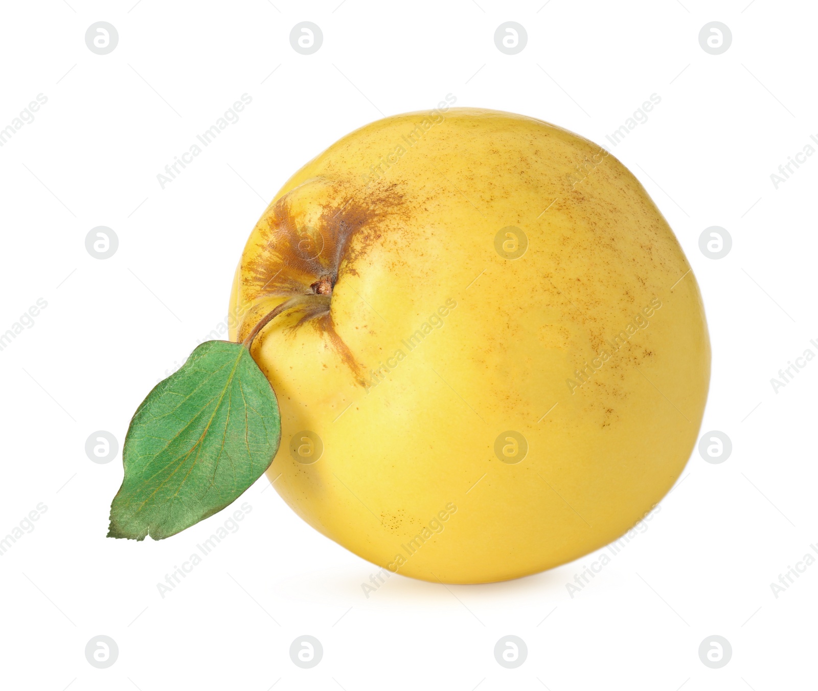 Photo of Fresh ripe quince fruit with leaf isolated on white