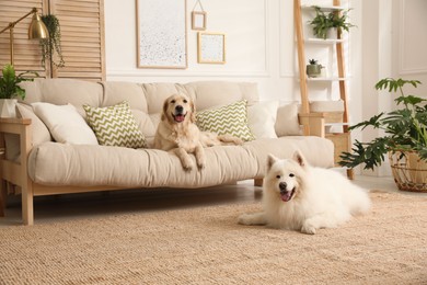 Photo of Adorable dogs resting in modern living room