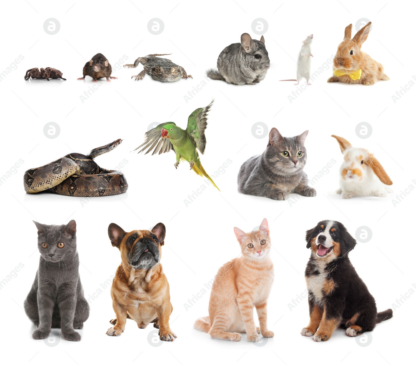 Image of Set of different pets on white background