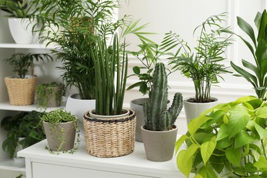 Photo of Green potted houseplants on shelves and chest of drawers indoors