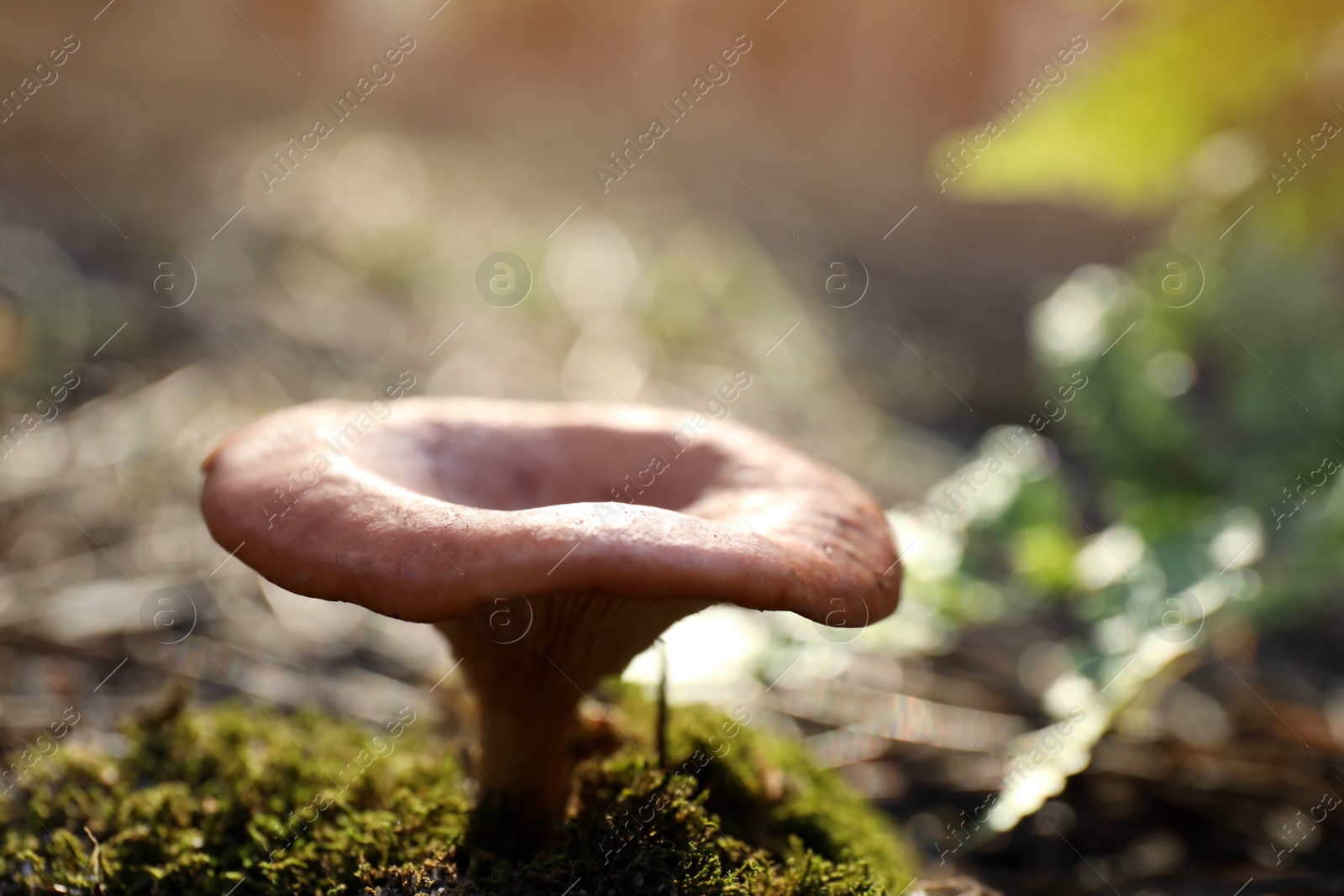 Photo of Fresh wild mushroom growing in forest, closeup view