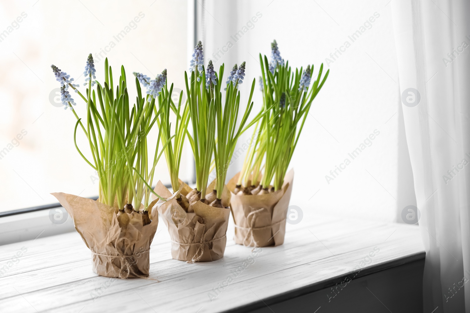 Photo of Beautiful spring muscari flowers in pots on window sill