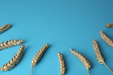 Many ears of wheat on light blue background, above view. Space for text