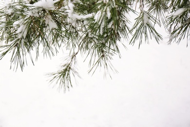 Photo of Coniferous branches covered with fresh snow, closeup. Space for text