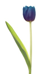 Image of Beautiful blue tulip isolated on white. Bright flower