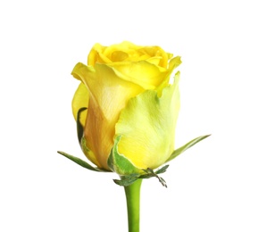 Photo of Beautiful blooming yellow rose on white background