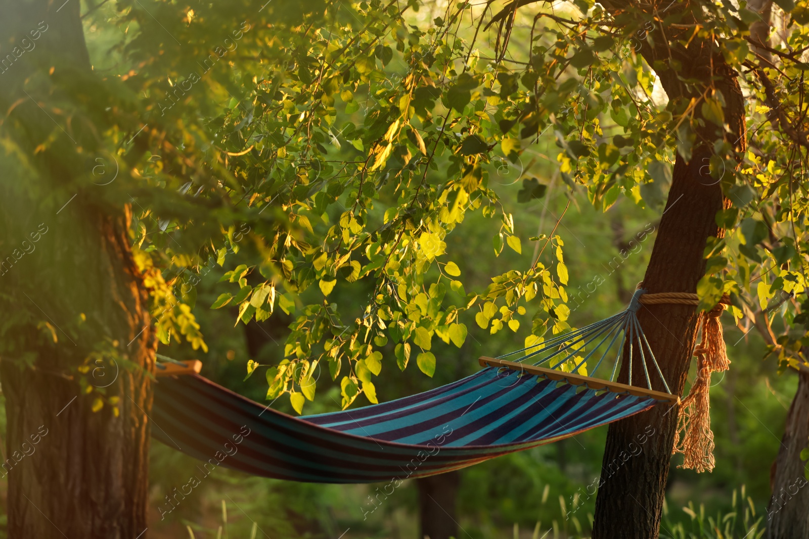 Photo of Empty comfortable blue hammock at green garden