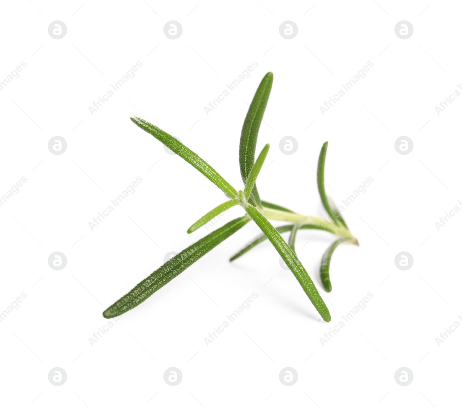 Photo of Sprig of fresh rosemary isolated on white