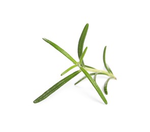 Sprig of fresh rosemary isolated on white