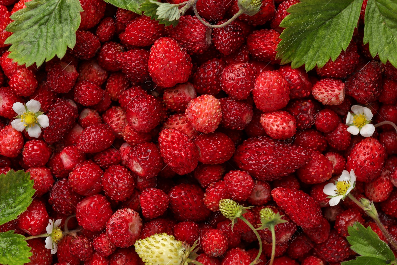 Photo of Many fresh wild strawberries, flowers and leaves as background, top view
