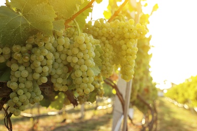 Photo of Delicious ripe grapes in vineyard. Harvest season